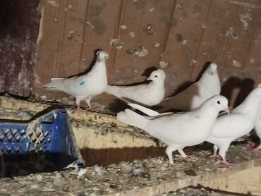 Göyərçinlər: Ağ rəng üstünlük təşkil edən ev göyərçinləri – dəst halında. - — 1