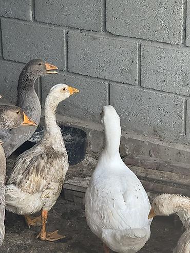 акита ино: Срочно Продаются оптом домашние гуси и индюки 🦃🪿 Продаются здоровые — 6