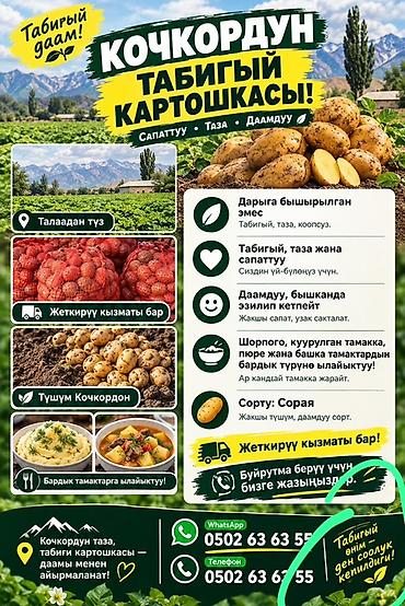 ваза бишкек: Картошка — 1