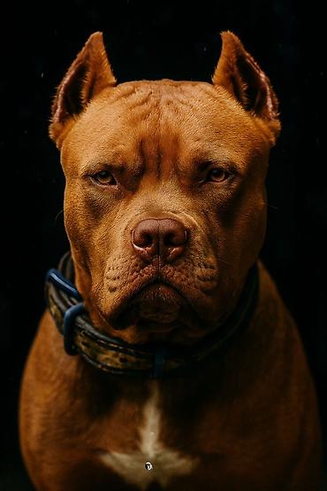 тавро для животных: Питбуль терьер, рыжий окрас. - Пол: кобель. - Уши купированы — 4