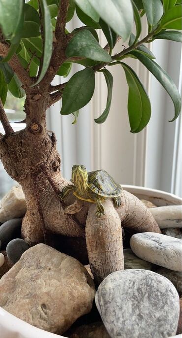 продам домик для кошки: Продаю черепашек подростков. Это вид черепах подходит для содержания