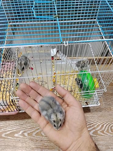 Gəmiricilər: Xamyak cunqarik bir cut ag vəya boz: Bir qəfəs bir kq yem iki aylıq — 9