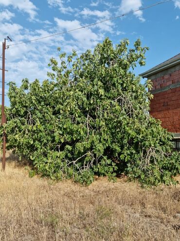 Torpaq sahələrinin satışı: 34 sot, Mülkiyyətçi, Kupça (Çıxarış), Bələdiyyə — 10