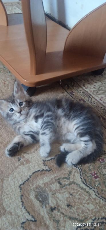 Животные: Гиганты Кошачьего мира❤️ Мейн-Куны❤️❤️❤️Мини питомник не клеточного — 5