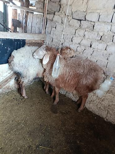Баран, овца: Продаю | Овца (самка) | Для разведения | Матка — 2