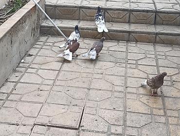 Göyərçinlər: Göyərçinlər satılır –tek cüt fərqi yoxdur kim görerem olsa münasib — 4