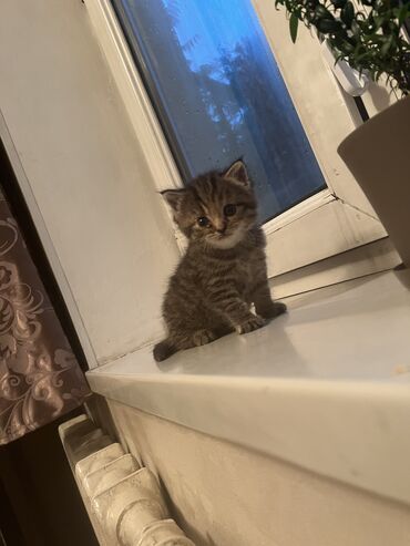 кошки породистые: 1 месяц, Девочка, Метис