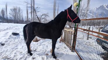 чон уй берилет: Тай сатылат👍 чум кара 🐴энчиге алсаныздар чон ат болот,энеси 1.65см