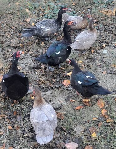 Ördəklər: Dişi, | Macar, Damazlıq, Pulsuz çatdırılma — 16