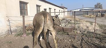 Продам с/х животных: Продаю | Корова (самка), Тёлка | Швицкая | Для разведения, Для молока — 4