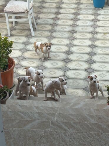 i̇t yuvasi: Pitbul, 2 ay, Erkek