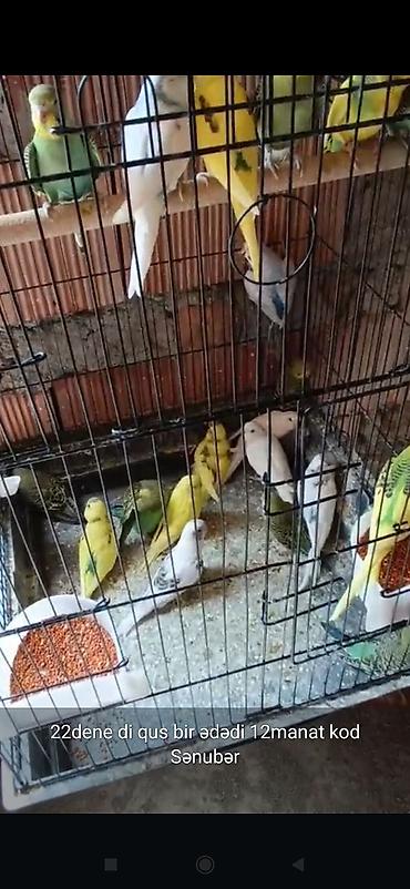 belçika avçarkası: Məhsul: Dalmatian papuqaylar (büdcəri) - Sayı: 22 ədəd dişi quş - — 1