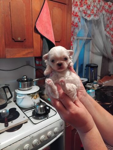 Продажа собак: Щенок декоративной породы, кремово-белый окрас, миниатюрный формат — 3