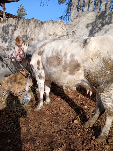 показы 1 354 72 договорная кошка даром британская короткошёрстная 1 год мальчик метис 2 позвонить написать: Сатам | Уй (ургаачы) | Алатоолук | Көбөйтүү үчүн, Сүт алуу үчүн | Бооз