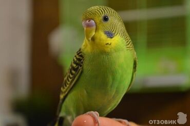 Птицы: Волнистые попугаи являются одними из самых популярных домашних птиц по
