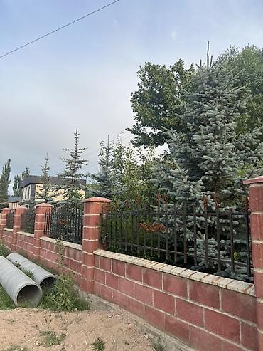 кой сойобуз: Ель голубая (Picea pungens Glauca) — взрослые декоративные деревья для — 6