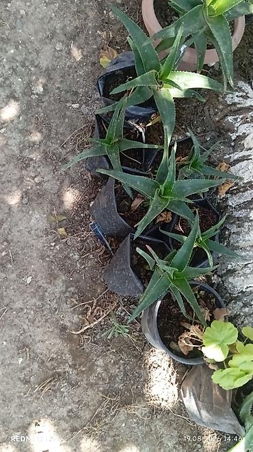su radiator: Aloe vera və dekorativ sukulentlər – saksıda Məhsul təsviri: - — 4