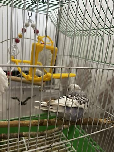 Qəfəslər: Salam Şəkillərdəki kimi tam komplekt: qəfəs + 2 yemlik + su qabı + 2 — 4