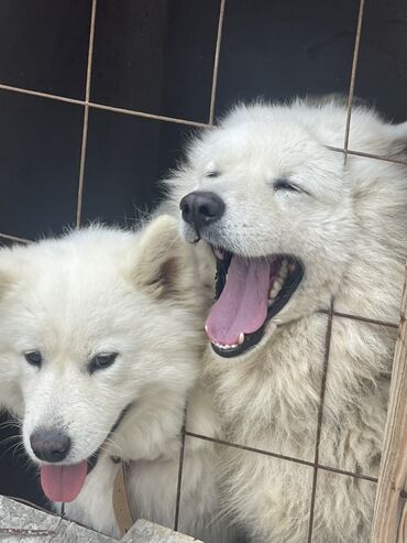 İtlər: Samoyed — 1