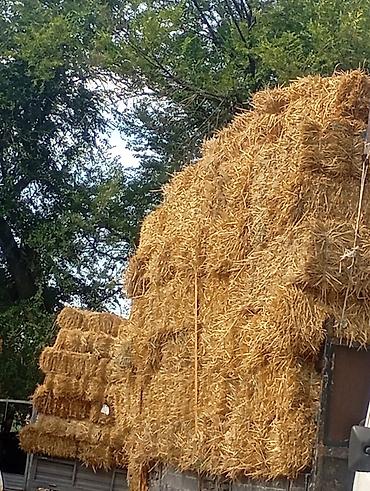 Башка жаныбарлар: Арпа саман сатылат — 1