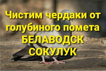 электрические инструмент: Жер семирткич Куштун кыгы, Өзү алып кетүү