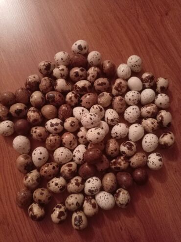 Bal: Bildirçin yumurtası 12 ədədi 2azn.təzə yumurtalardır və ölçüləri