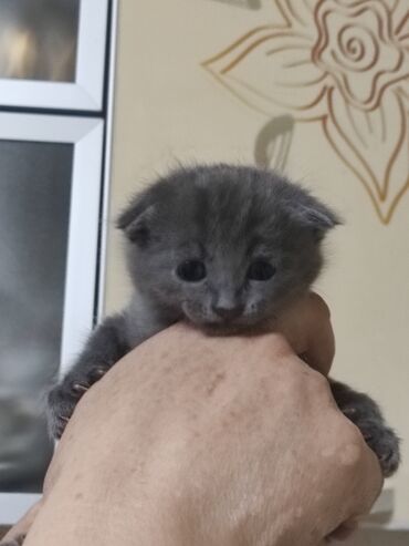 Продажа кошек: Продаются котята шотланской породы at lalafo.kg — 2 Продажа кошек: Продаются котята шотланской породы — 2