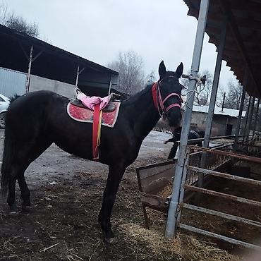 Лошади, кони: Продаю | Кобыла (самка) | Полукровка | Конный спорт | Племенные — 4