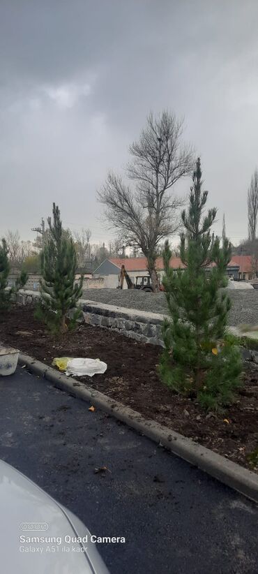 Şitillər: Toptan ve perakende formada yasil ve meyve agaclarin satisi🌴🌳🌱🍃 -da lalafo.az — 2 Şitillər: Toptan ve perakende formada yasil ve meyve agaclarin satisi🌴🌳🌱🍃 — 2