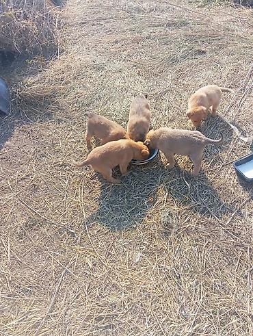 fermer kg: 🐶❤️ ОТДАЁМ ЩЕНЯТ В ДОБРЫЕ РУКИ! Ищем добрых и заботливых хозяев для — 2