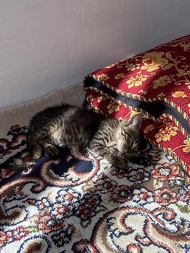 ковер и палас: БИШКЕК Отдам котёнка в добрые руки 🐱 Котёнок маленький, пол пока — 1