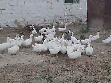 quşlar goyərcin: Erkək, Ətlik, Ünvandan götürmə — 3