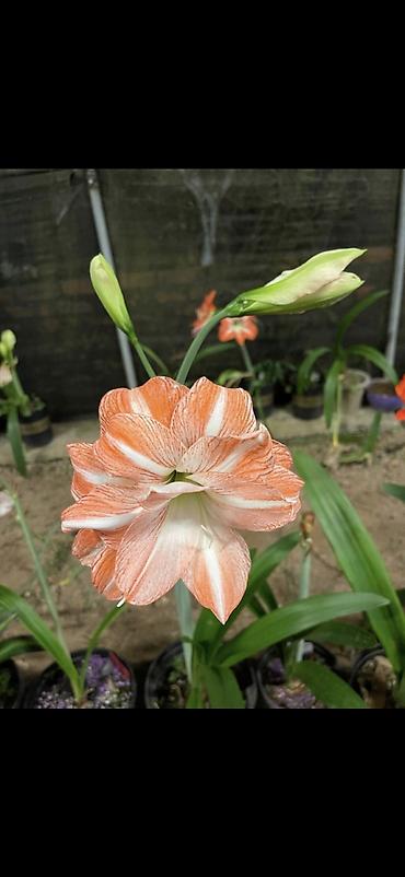 Digər bitkilər: Hippeastrum (Amarillis) soğanlı dekorativ çiçəklər – bir neçə rəng və — 10