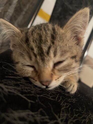 отдам сфинкса: Кошка даром: Египетский мау, 3 месяца, Девочка, Приучена к лотку