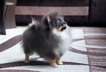 Продажа собак: Шпиц, 5 месяцев, Самец, С прививкой — 10