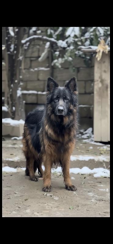 xasqi itler: Alman çoban iti, 8 il, Dişi, Sənədli — 4