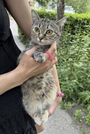 абиссинский кот: Отдам в хорошие руки ухоженную, квартирную кошечку (1,8 месяцев). К
