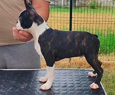 Boston terrier musko stene za kucnog ljubimca kompletno tretiran i