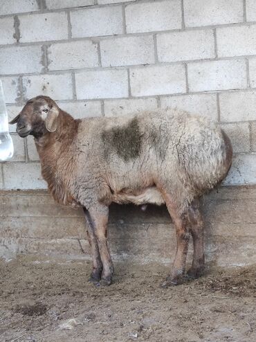 стрижка овец сокулук: Продаю | | Арашан | Племенные