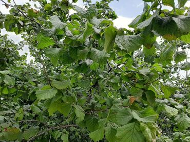 Bağ evlərinin satışı: Bakı, 1 kv. m, 5 otaqlı — 11