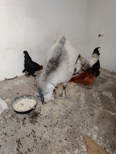 Козы, козлы: Продаю | Коза (самка), Козлёнок | Для разведения, Для молока | Котные — 11