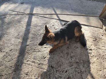 Продажа собак: Немецкая овчарка, 5 месяцев, Самка, С прививкой — 6