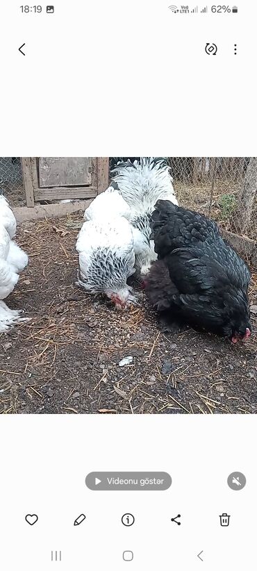 Toyuqlar: Toyuq, Brama, Damazlıq — 1