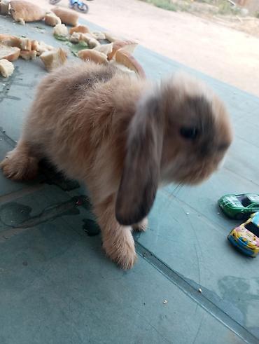Dovşanlar: Holland Lop qulaqlı dekorativ dovşan balaları - Cins: Lop (sallanan — 4