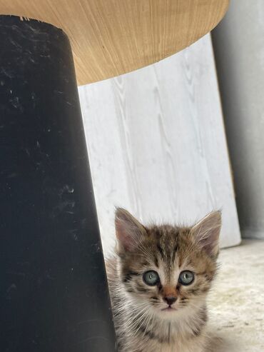 Pişiklər: Türk anqora -da lalafo.az — 12 Pişiklər: Türk anqora — 12