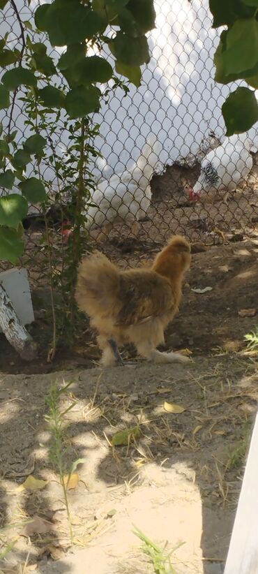 Xoruzlar: PON POn xoruzu satilir tekce — 10