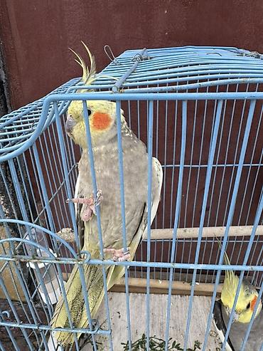 Qəfəslər: Nimfa (Cockatiel) cütlüyü + qəfəs - Növ: Nimfa papağanı (Cockatiel) — 4