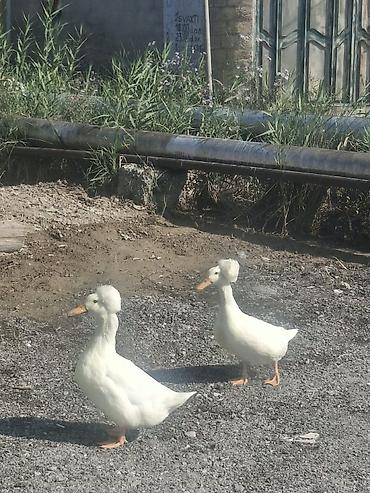 essək səkilləri: Məhsul: Toppuz başlı (crested) ördək – ağ rəng Xüsusiyyətlər: - — 3