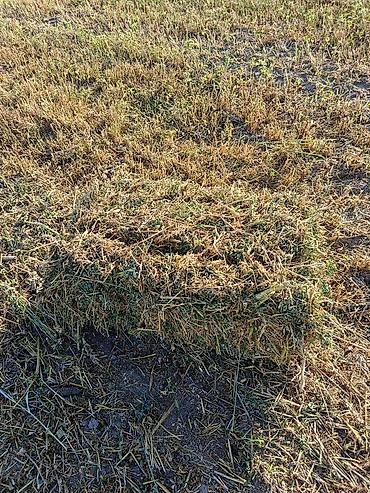 Корма для с/х животных: Пресстелген Беде Люцерна сатылат подпокровный арпасын чопко чааб — 6