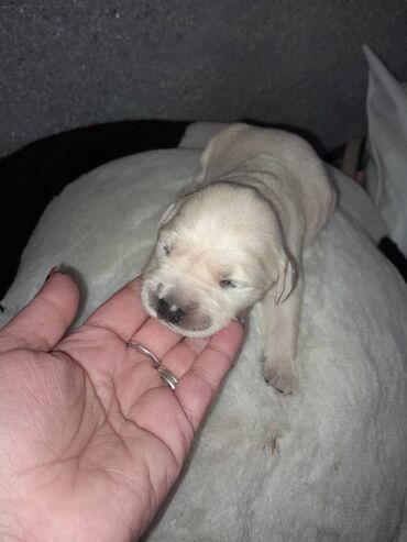 golden pearl: Retriever, 1 ay, Dişi